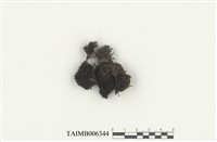 藏品(歐黑苔)的圖片